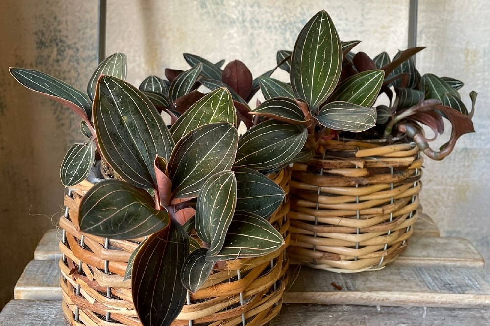 Piante con foglie bizzarre - Ludisia discolor