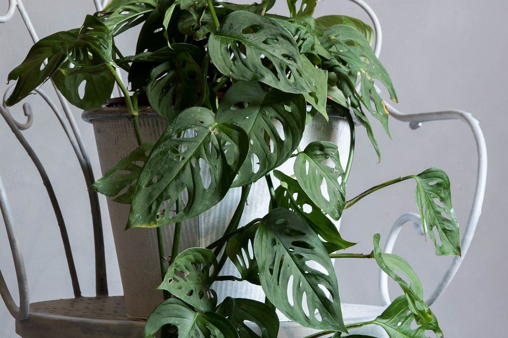 Philodendron Monstera obliqua
