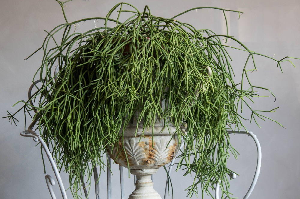 Rhipsalis