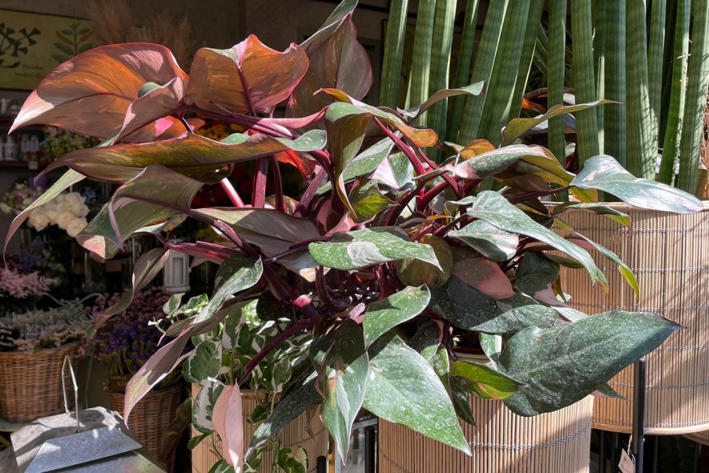 coltivare il Philodendron Pink Princess