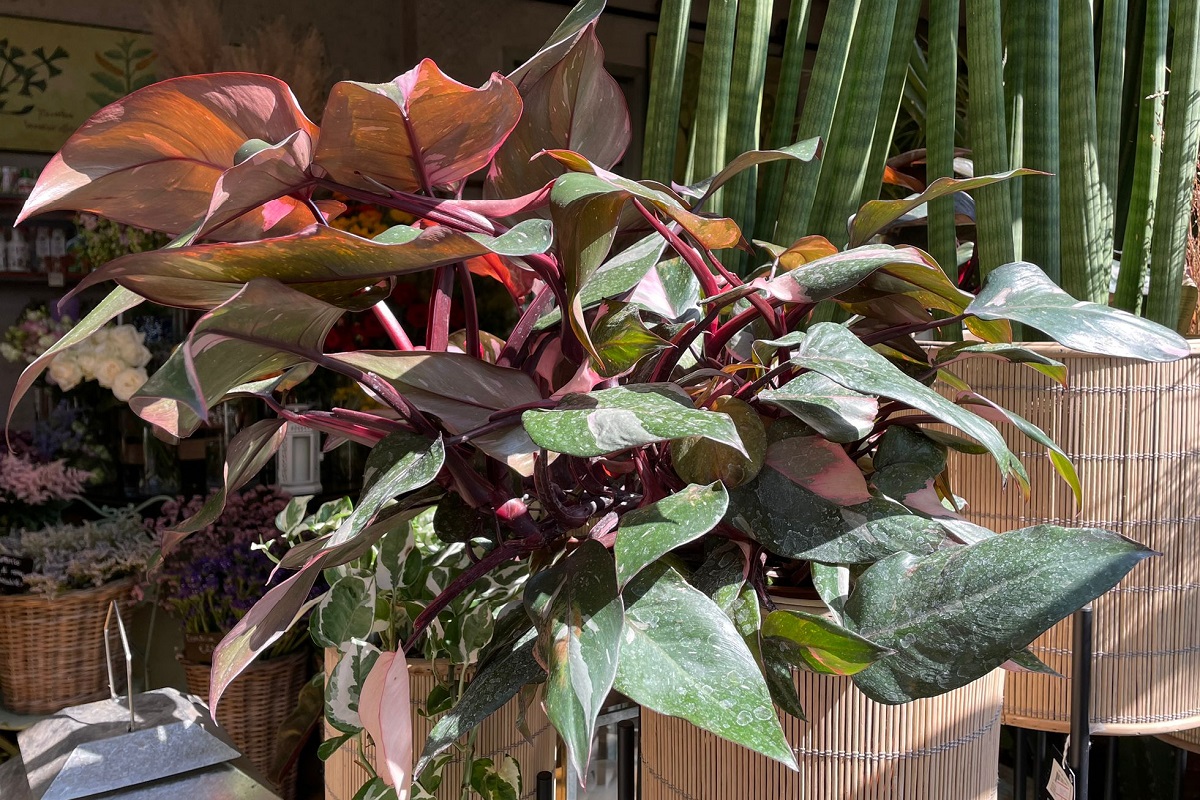 coltivare il Philodendron Pink Princess