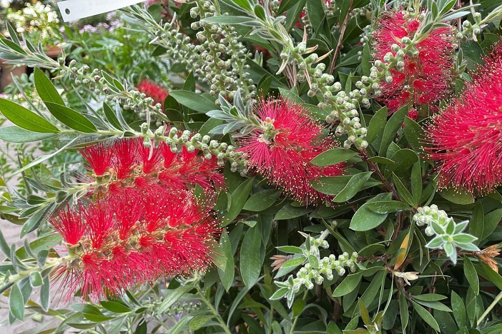 terrazzo estivo fiorito - Callistemon