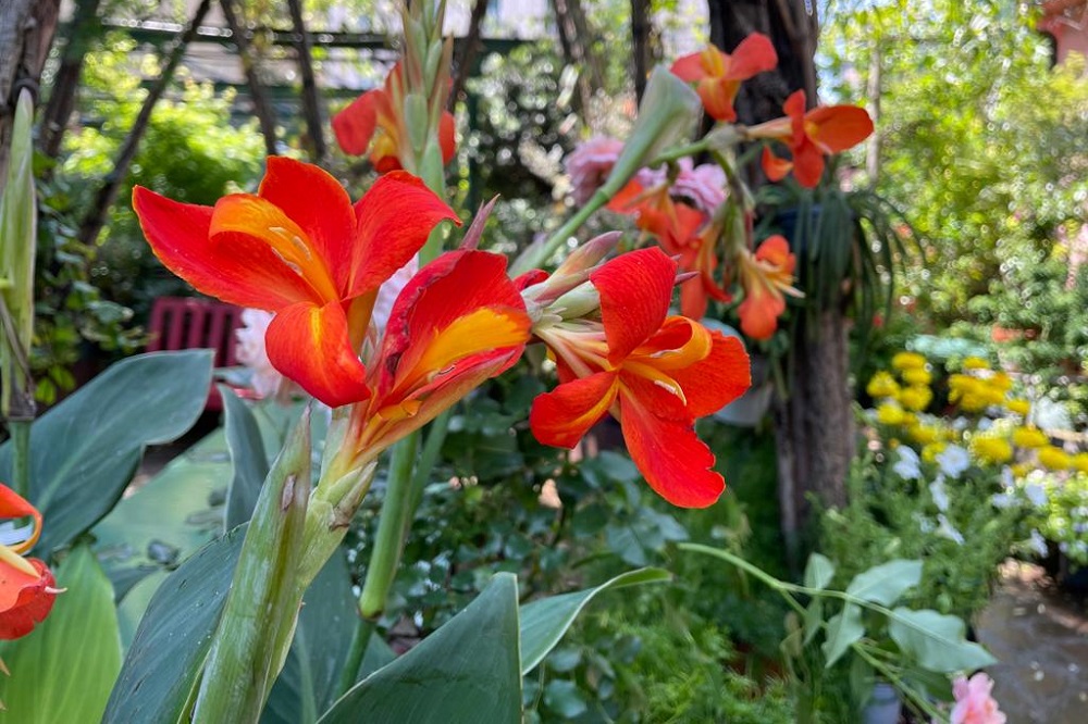 Canna indica
