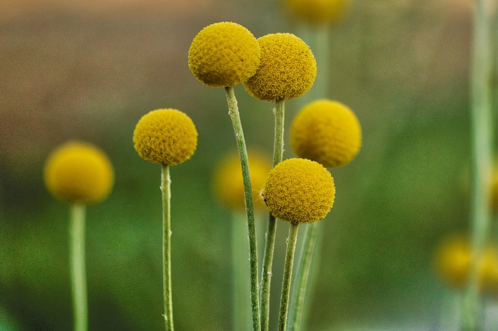 Craspedia globosa