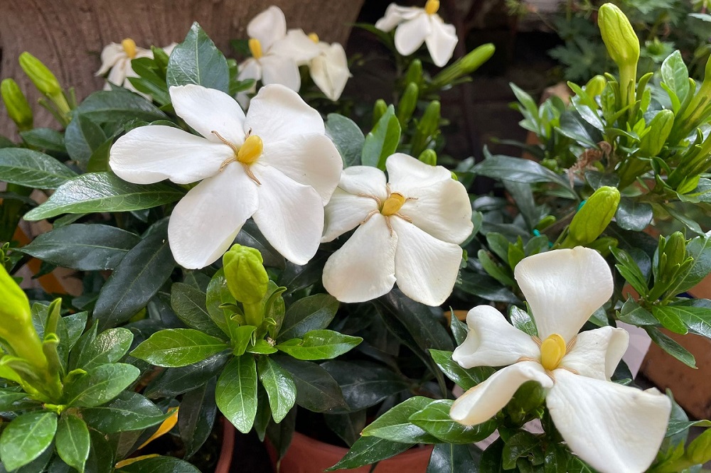 Gardenia jasminoides