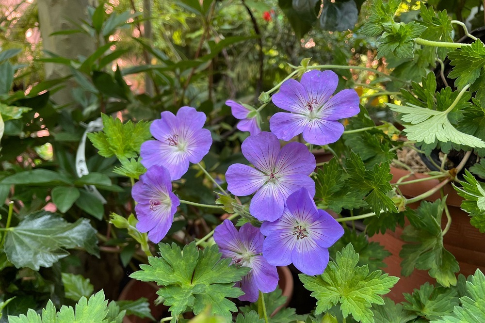 Geranium Rozanne