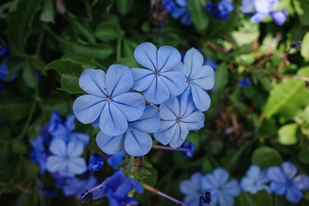 Plumbago