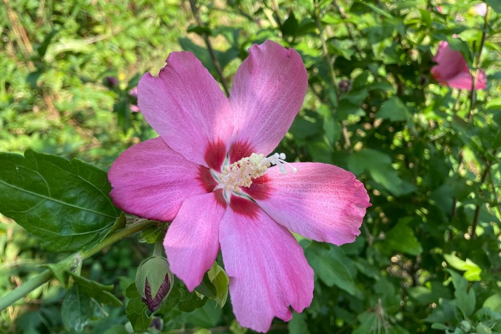 coltivare un Hibiscus