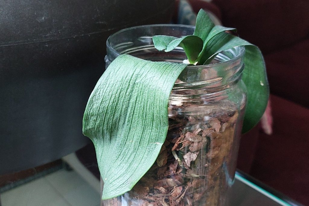 Orchidee con le foglie molli
