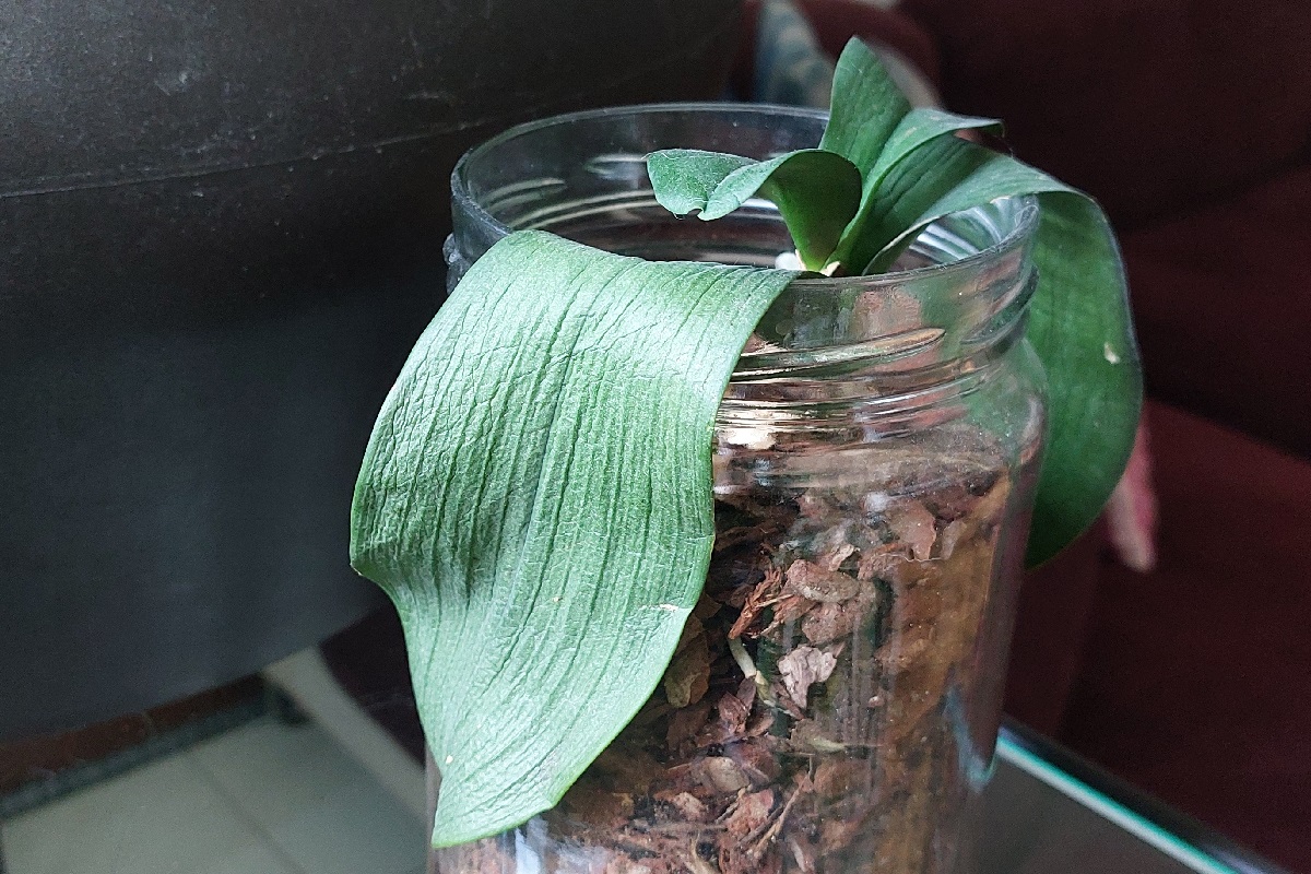 Orchidee con le foglie molli