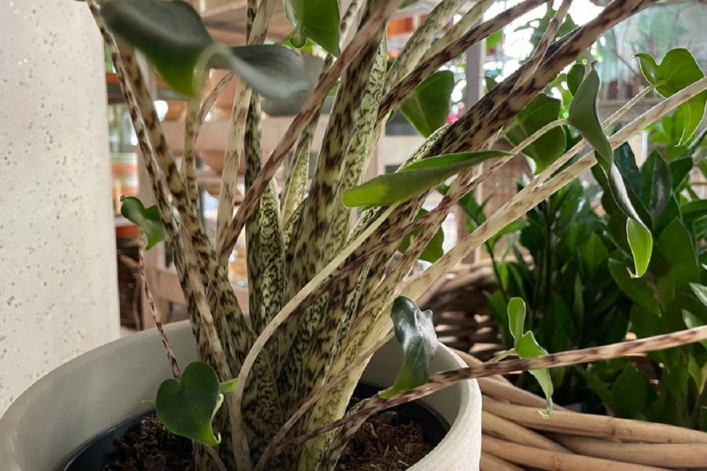 coltivare la Alocasia zebrina