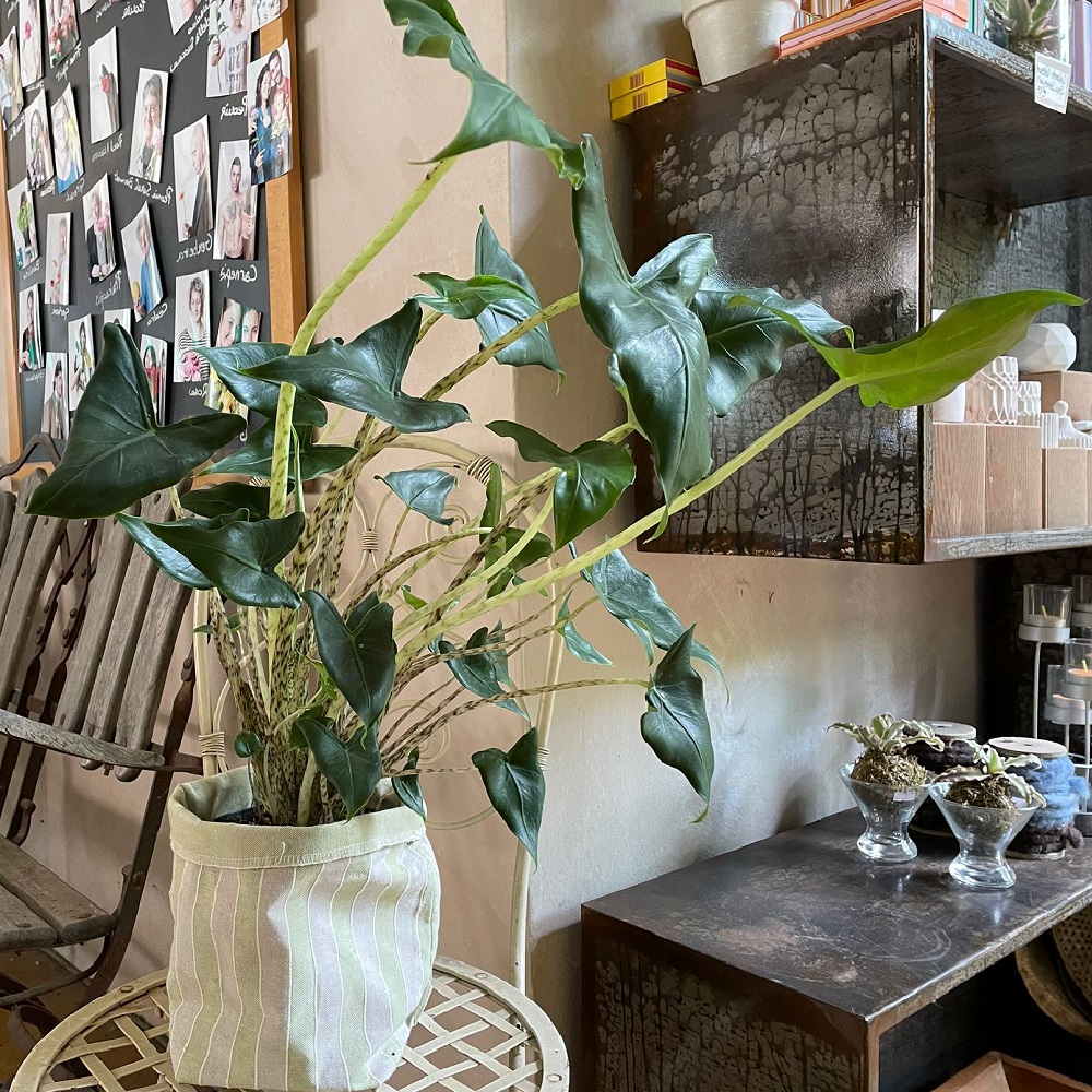 coltivare la Alocasia zebrina