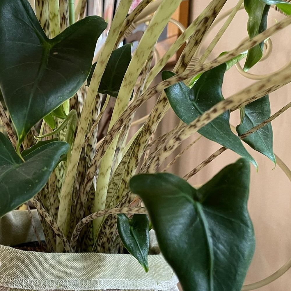 coltivare la Alocasia zebrina