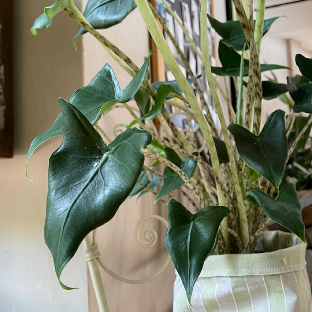 coltivare la Alocasia zebrina