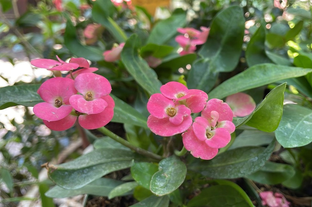 coltivare la Euphorbia milii