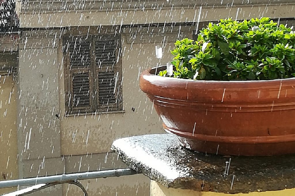 marciumi radicali delle piante