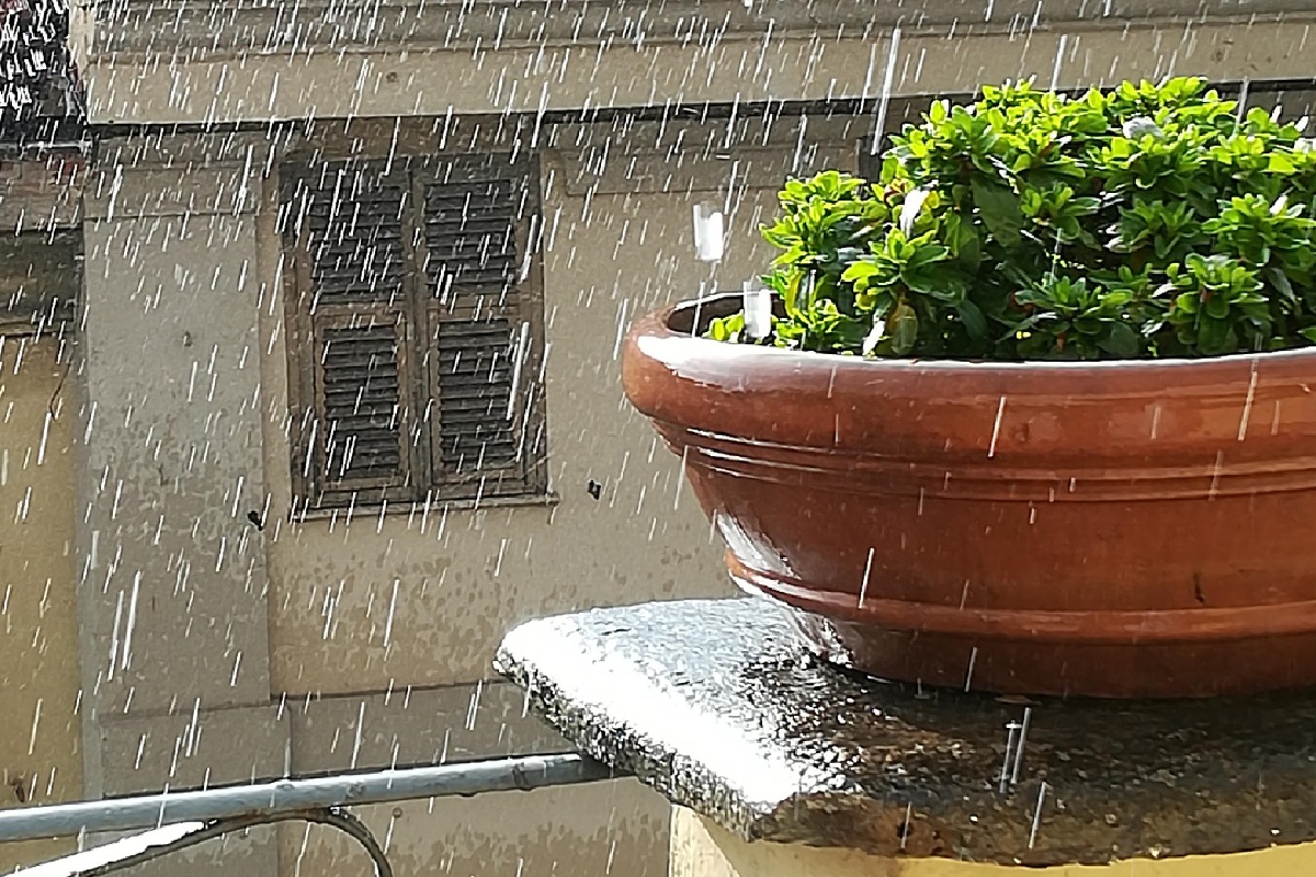 marciumi radicali delle piante