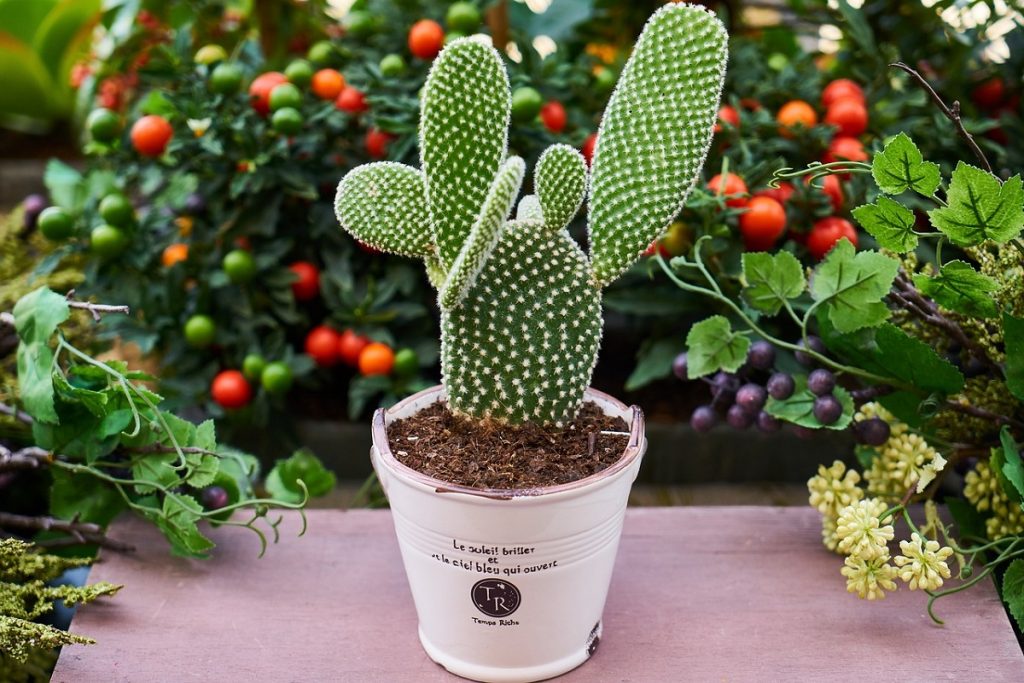 Travasare i Cactus