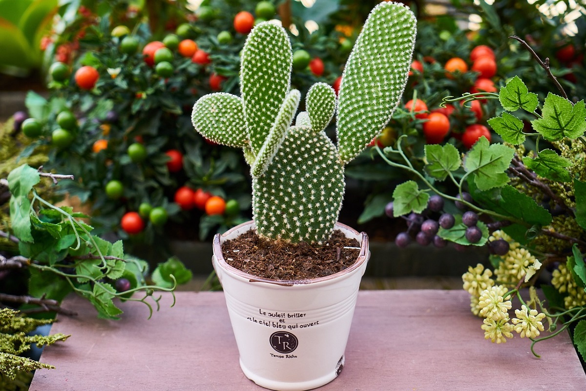 Travasare i Cactus