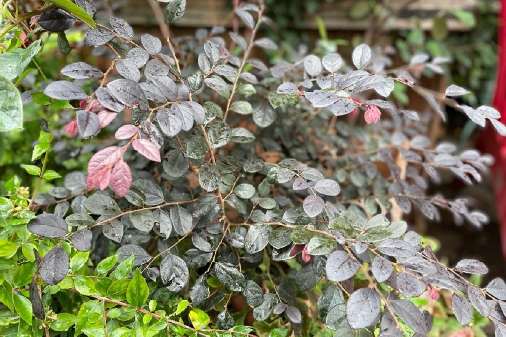 coltivare il Loropetalum
