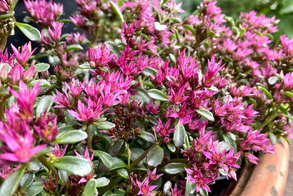 coltivare il Sedum