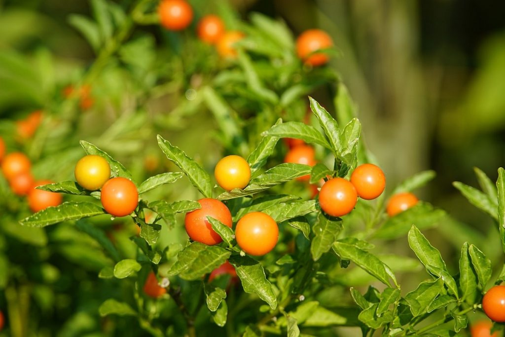 coltivare il Solanum