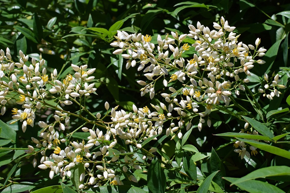 coltivare la Nandina
