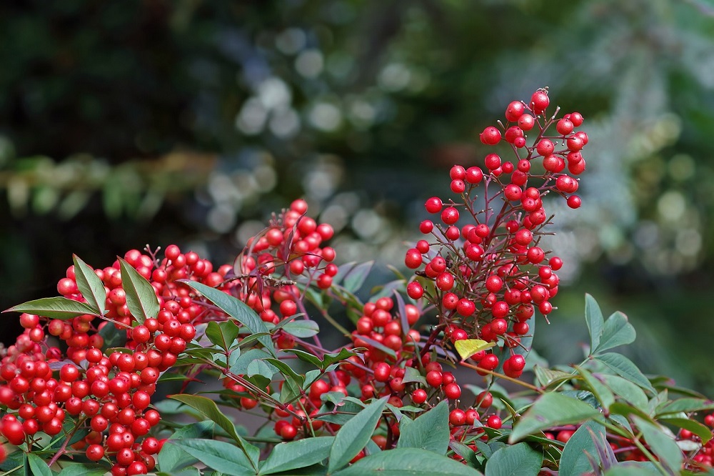 coltivare la Nandina