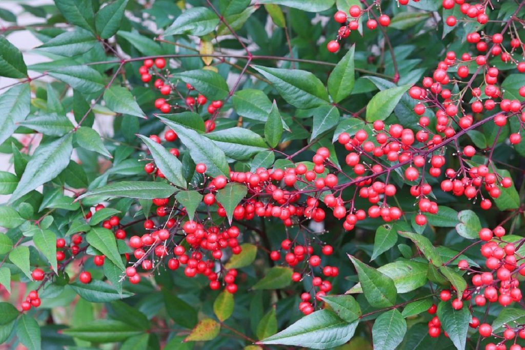 coltivare la Nandina