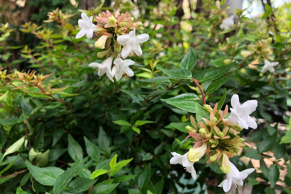 Abelia