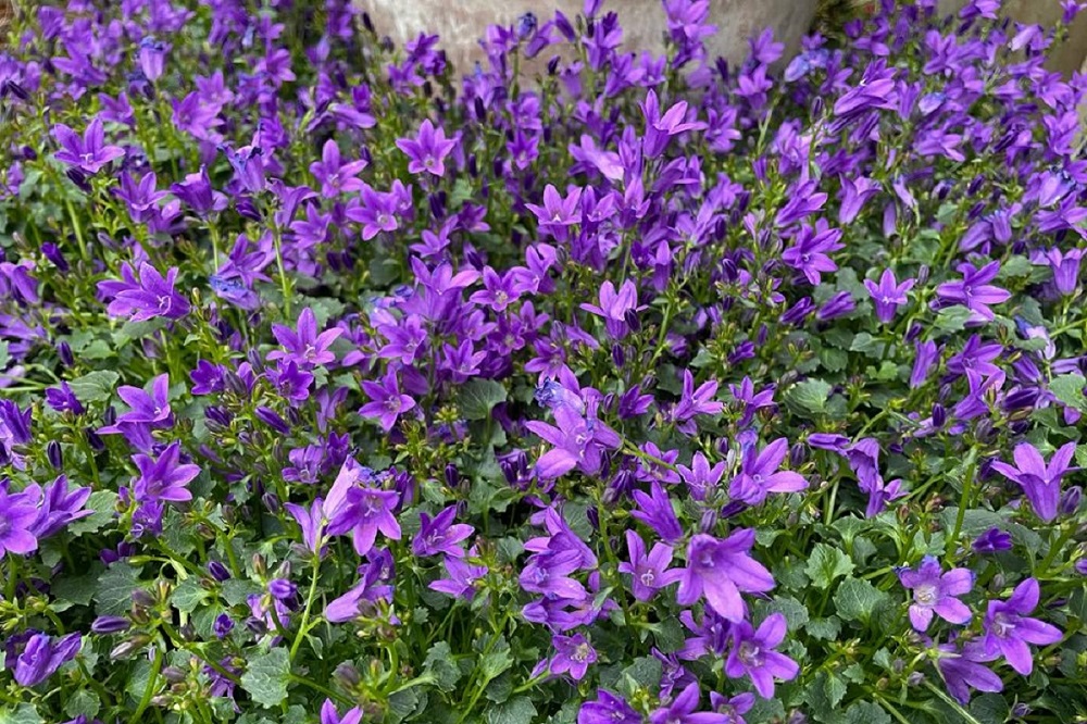 Campanula muralis