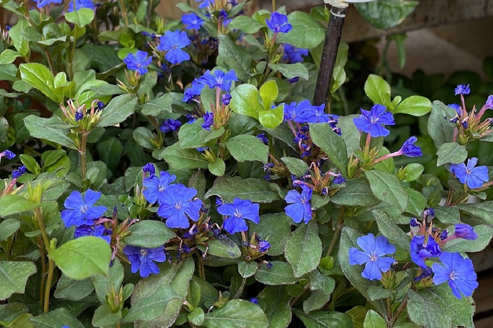 piante autunnali per il terrazzo - Ceratostigma