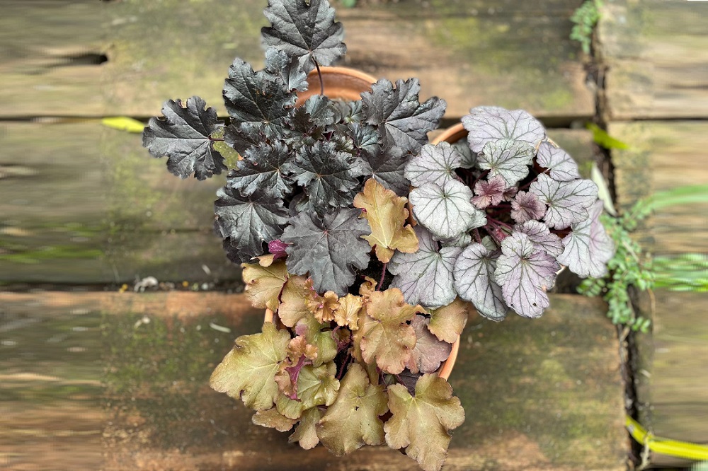 piante autunnali per il terrazzo - Heuchera