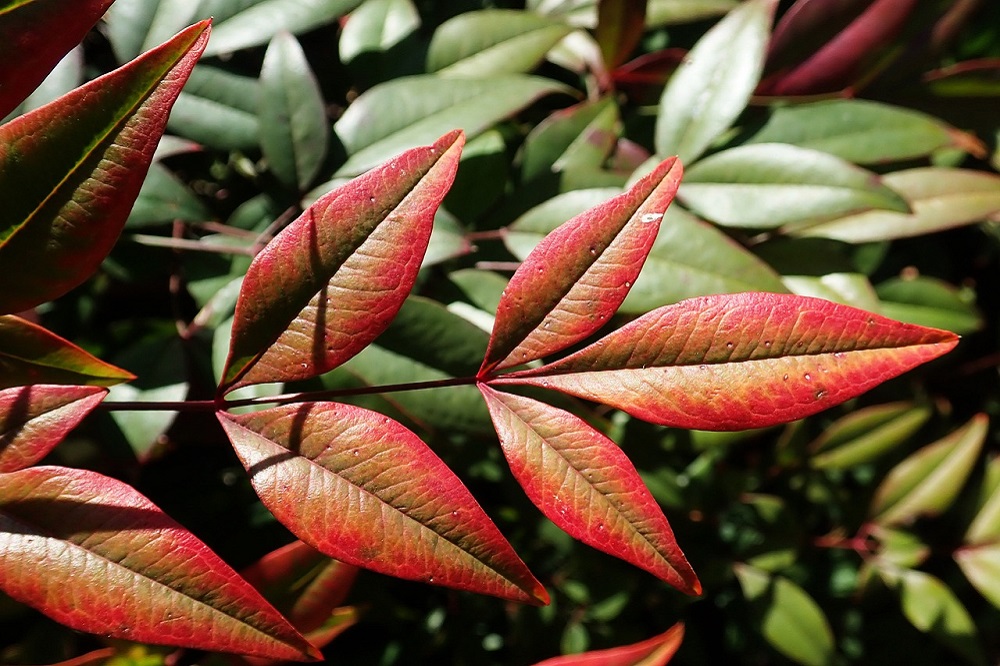 piante autunnali per un terrazzo