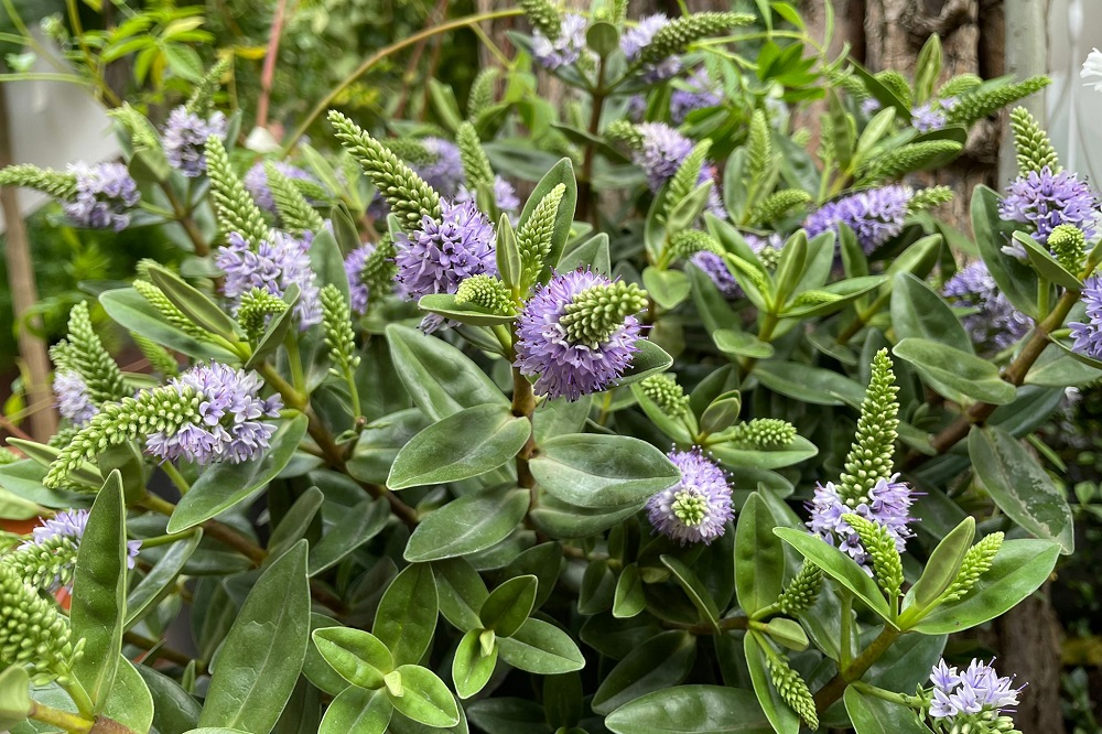 piante autunnali per un terrazzo