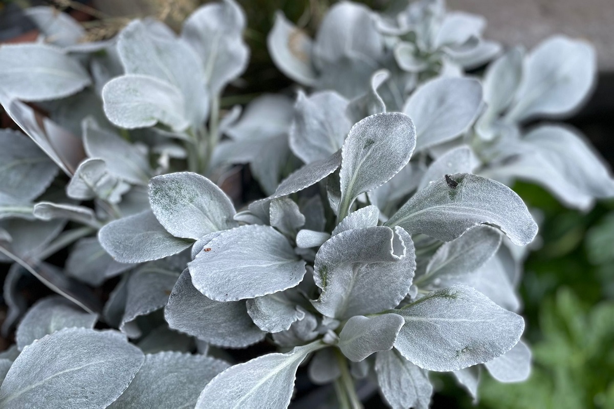 coltivare il Senecio candicans