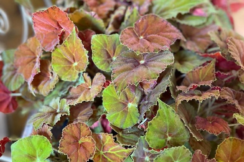coltivare la Begonia rex