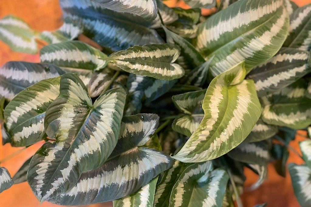 coltivare uno Schismatoglottis