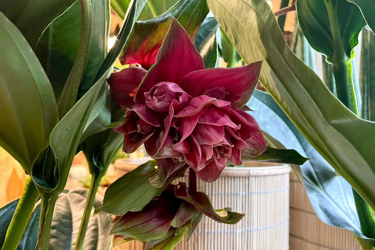 curare la Medinilla