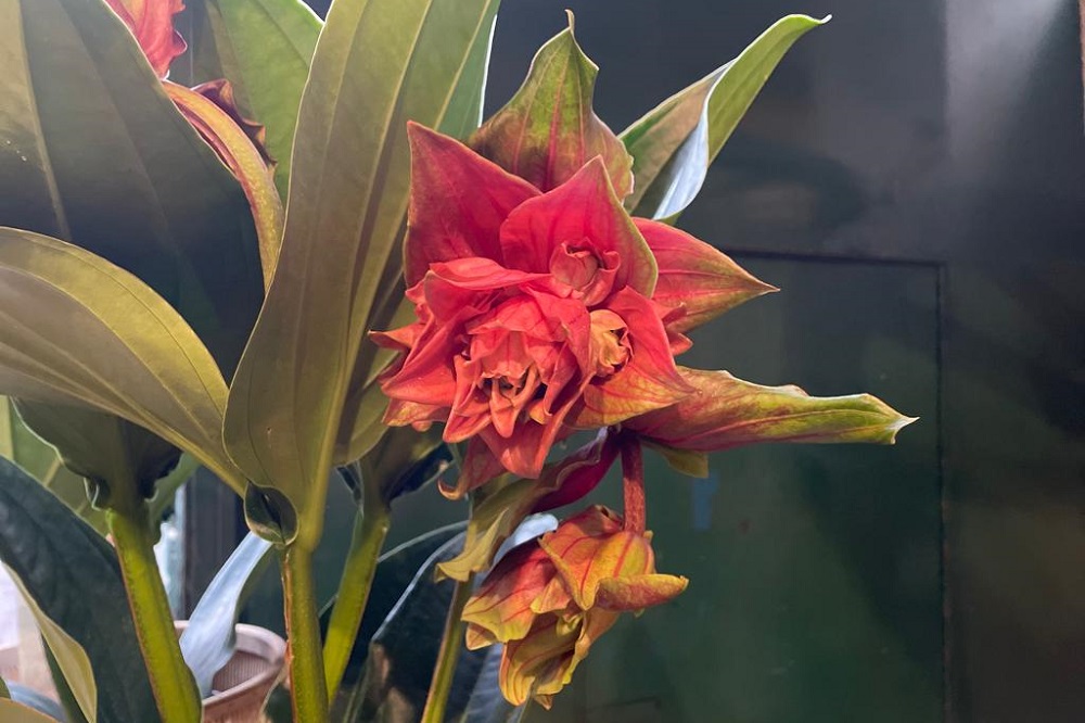 curare la Medinilla