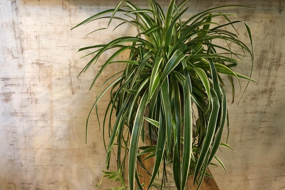 Chlorophytum comosum