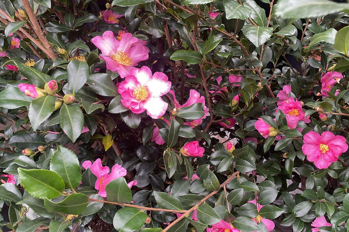 Camelia sasanqua