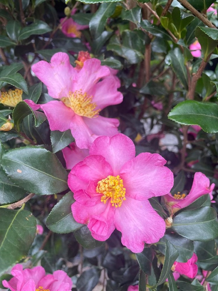 Camelia sasanqua