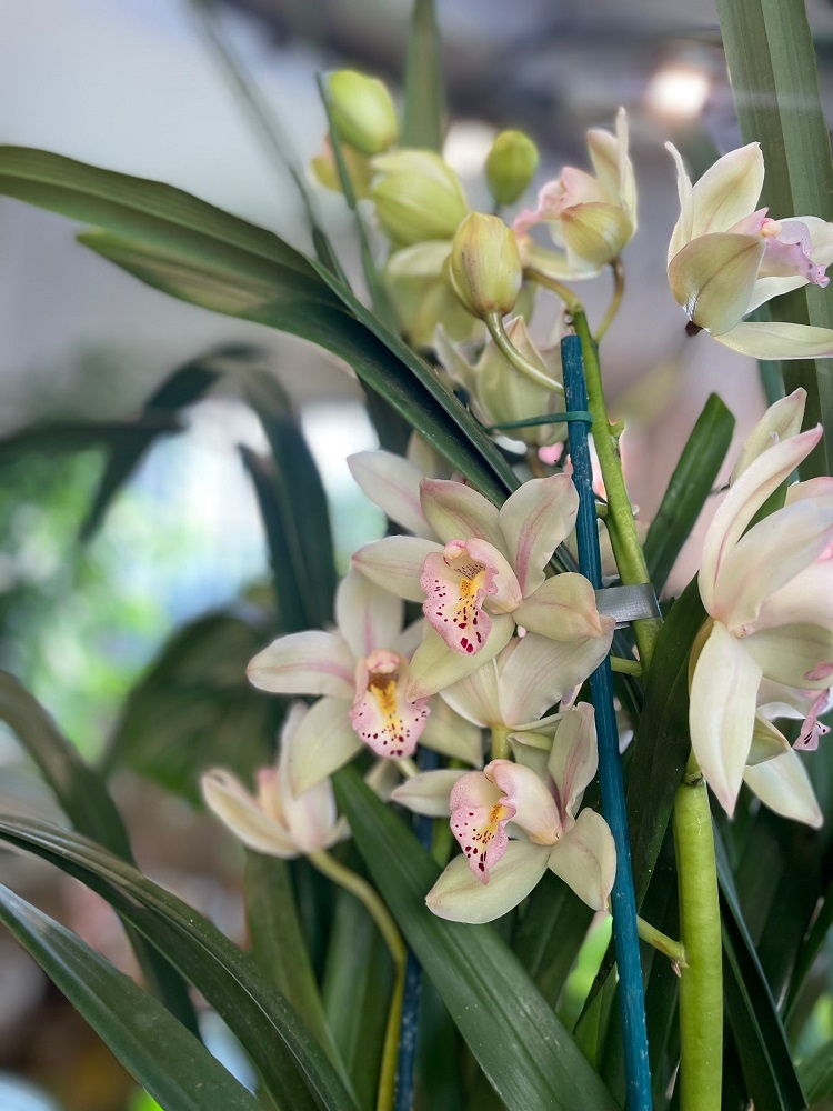 coltivare un Cymbidium
