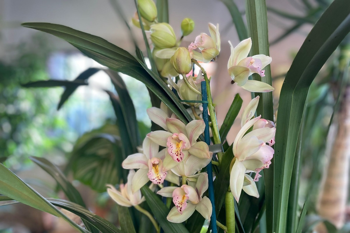 coltivare un Cymbidium