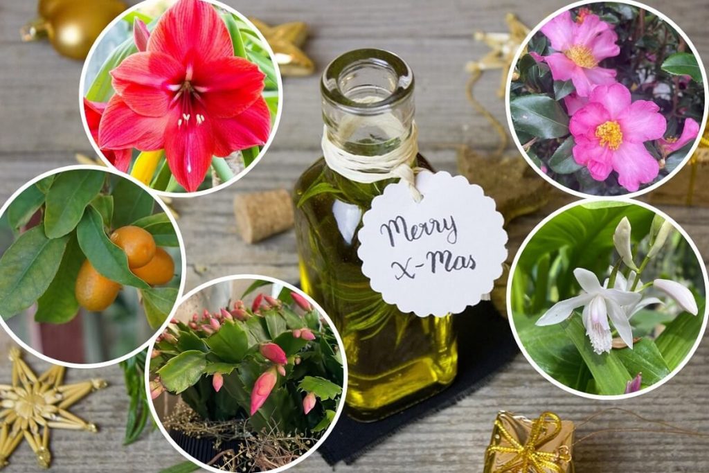 piante da regalare per il Natale