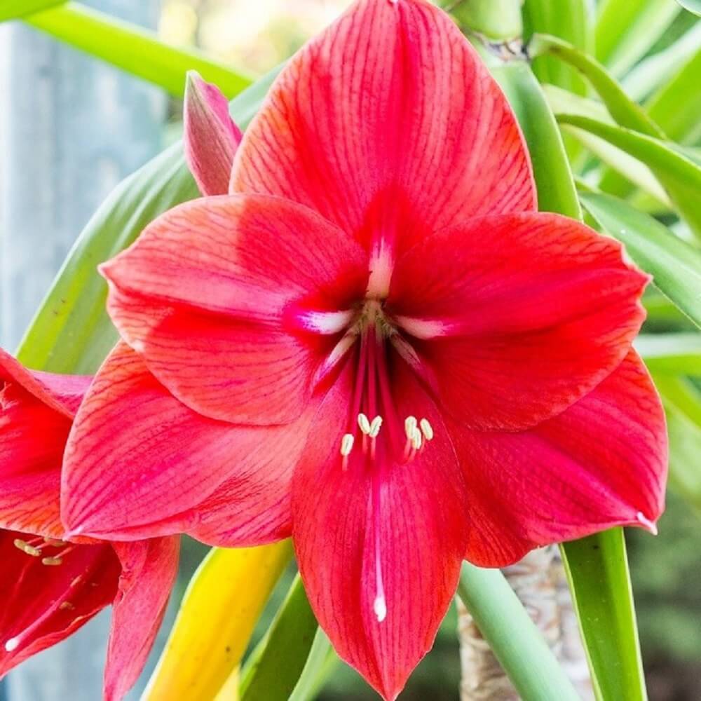 piante da regalare per il Natale - Amaryllis