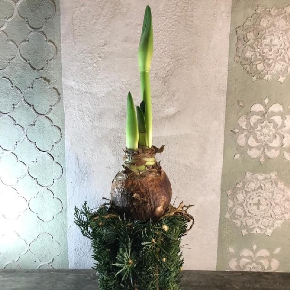 piante da regalare per il Natale - Amaryllis