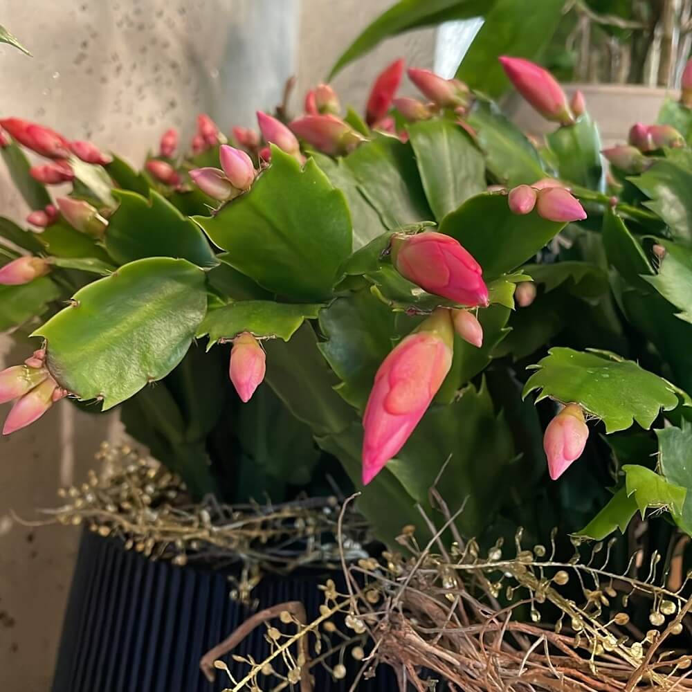piante da regalare per il Natale - Cactus di Natale