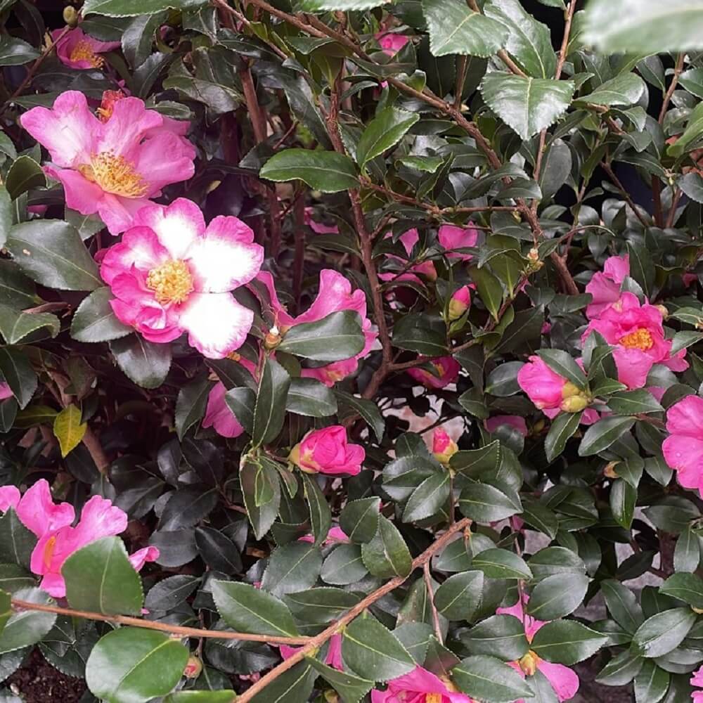 piante da regalare per il Natale - Camelia sasanqua
